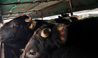  Из России в Беларусь вернули 24 коровы