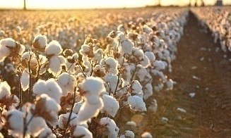 В Сморгони появится предприятие по производству пряжи из узбекского хлопка