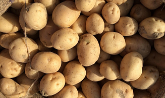 В НАН рассказали, сколько должен стоить белорусский картофель с учетом себестоимости