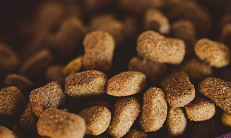 Из Беларуси в Россию не пропустили крупную партию кормов для животных