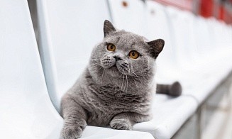 «Настоящий антистресс». Поговорили с хозяйкой самого красивого белорусского кота 