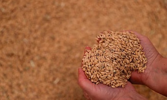 Рис для паэльи может исчезнуть из-за сложностей с пестицидами в ЕС