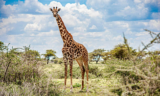 Правительство определило, как Беларусь будет развивать сотрудничество с Африкой до 2030 года