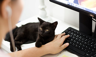 Исследование: белорусы работают эффективно только полдня