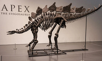 На аукционе в Нью-Йорке продали скелет динозавра за рекордные $44,6 млн