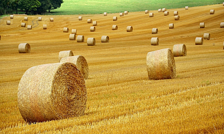 Сколько денег выделят в Беларуси на поддержку АПК в 2026 году