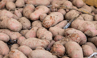 «Рынок зачастую напоминает качели». Эксперты рассказали, что происходит с картошкой в Беларуси