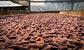 Цены на какао-бобы упали ниже $4,4 тыс. впервые с 2024 года. Почему не дешевеет шоколад