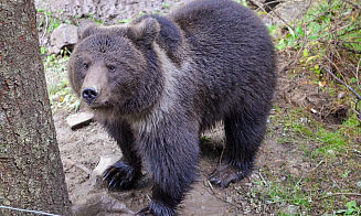 Два года назад белорусская компания помогла спасти медвежонка. Что с ним сейчас