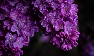 Тепло опять отменяется? Синоптики предупредили о заморозках 15 мая