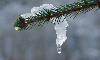 Зима так и не придет? Какую погоду прогнозируют синоптики на ближайшую неделю 