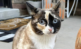 Кошка неделю провела в посылке, которую вернули на склад Amazon