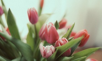 Сколько стоят тюльпаны в Беларуси в канун 8 Марта