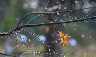 На два градуса теплее нормы, но с дождями. Прогноз погоды на последнюю неделю октября