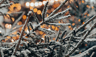 В Минлесхозе назвали цены на новогодние елки