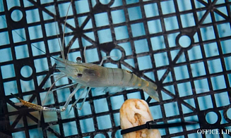 В Беларуси начали проводить экскурсии на первую в стране креветочную ферму