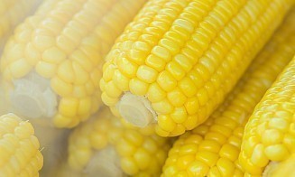 Беларусь стала главным покупателем российского кукурузного крахмала