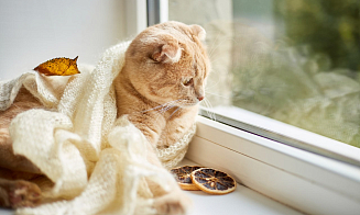 Снег и до минус 8°С. Синоптики предупредили о зимней погоде в выходные