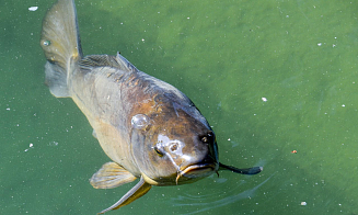 Белорусские ученые вывели новую породу карпа