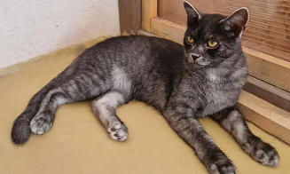 Напоминают волков. В Румынии появилась новая порода кошек