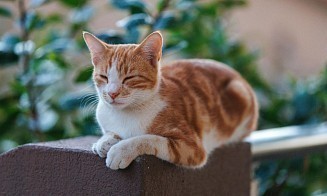 В Беларуси начали отключать отопление