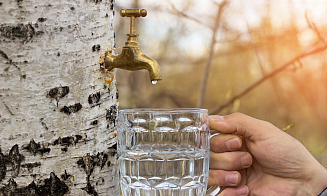 В Беларуси начался сбор березового сока. Какие цены в этом году