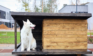 Крупный минский застройщик спроектировал «коттедж» для бездомных собак. Что в нем необычного