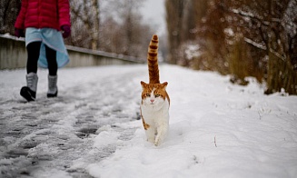 Синоптики снова объявили оранжевый уровень опасности. Теперь из-за гололеда