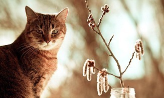 Похолодает? Какая погода будет в Беларуси на неделе с 16 марта