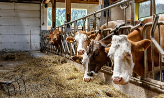 Под Минском за $6 млн продают частное сельхозпредприятие