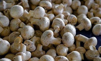 Беларусь стала главным покупателем шампиньонов из России
