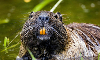 В Чехии бобры за два дня построили плотину, которую местные власти не могли согласовать 7 лет