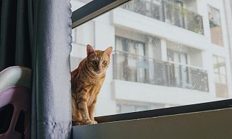Уже слышали, что кошек нужно регистрировать? Ловите инструкцию, где и как это делать