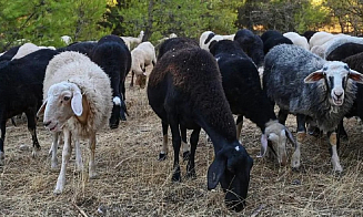 Из-за болезни овец Европа может столкнуться с дефицитом популярного сыра