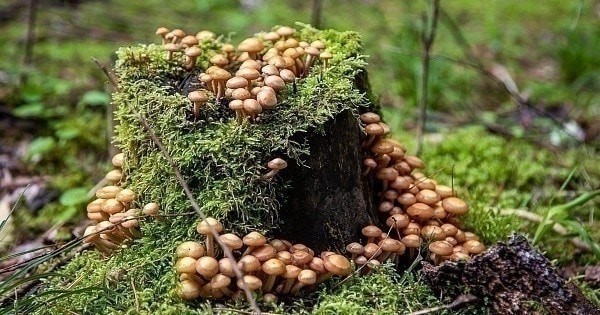 Белорусы получили от Белкоопсоюза 215 млн за овощи, ягоды, грибы: что ...