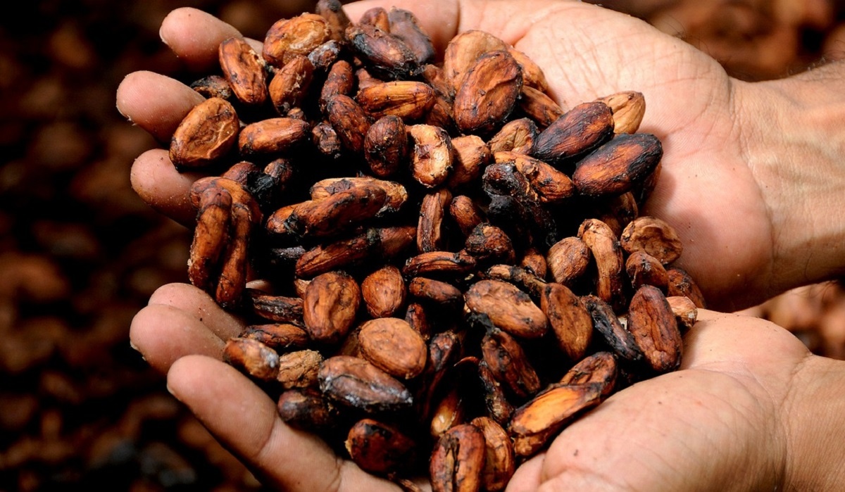 Прощай шоколад? Биржевая цена на какао впервые в истории превысила $10 тыс. за тонну