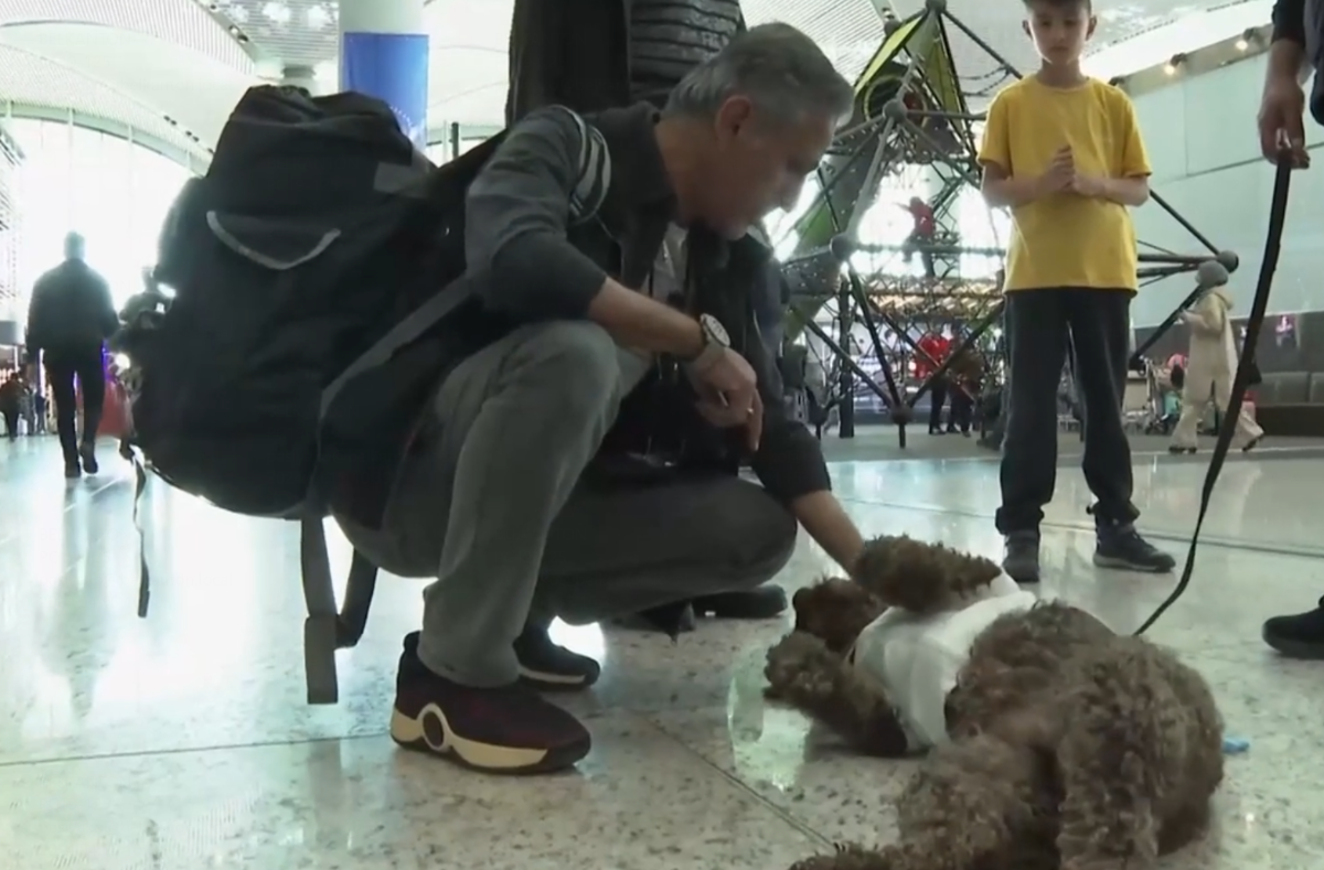 В популярном у белорусов аэропорту наняли на работу собак-терапевтов