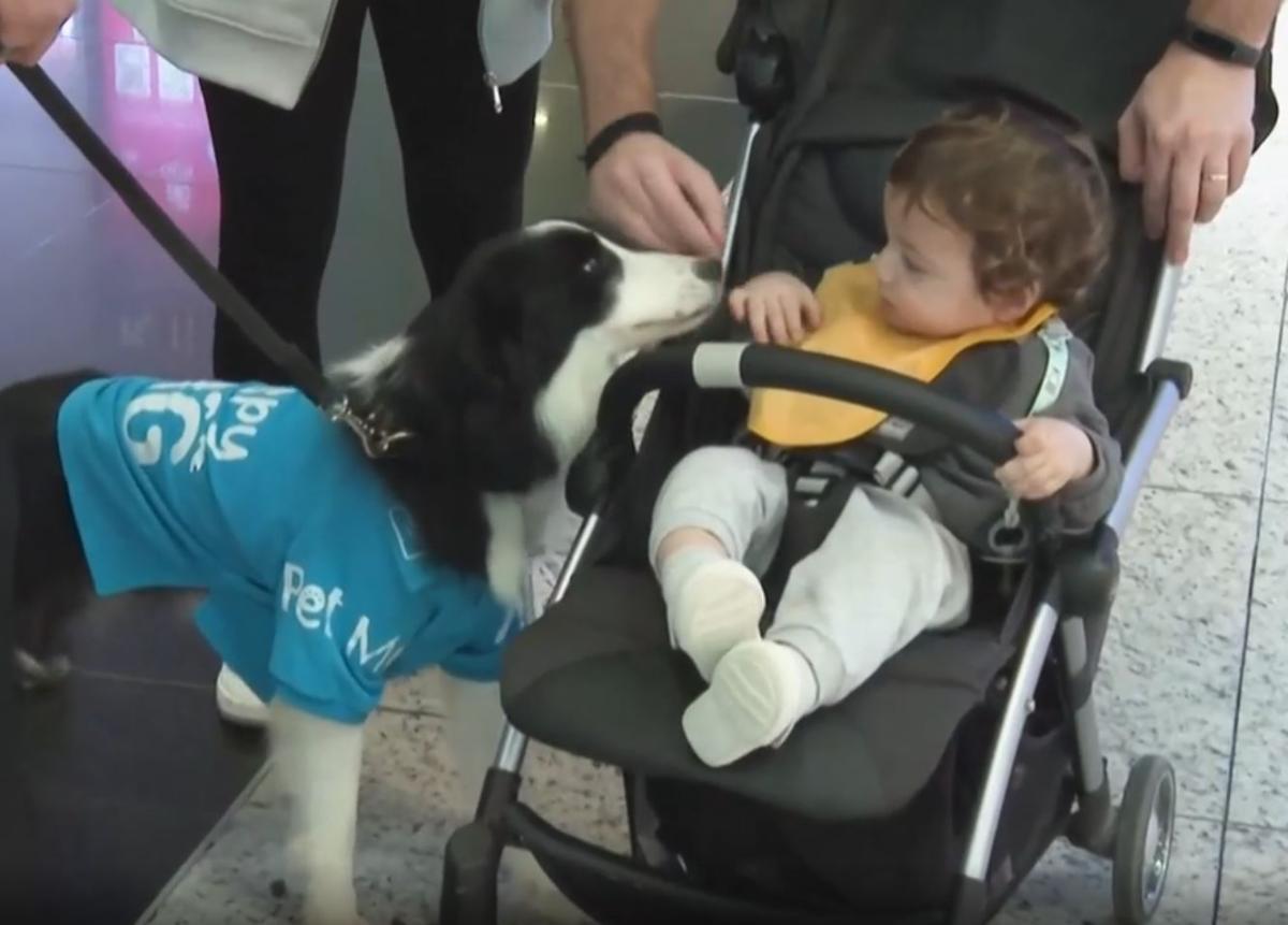 В популярном у белорусов аэропорту наняли на работу собак-терапевтов