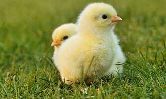 Белорус похитил с птицефабрики почти 20 тыс. цыплят 